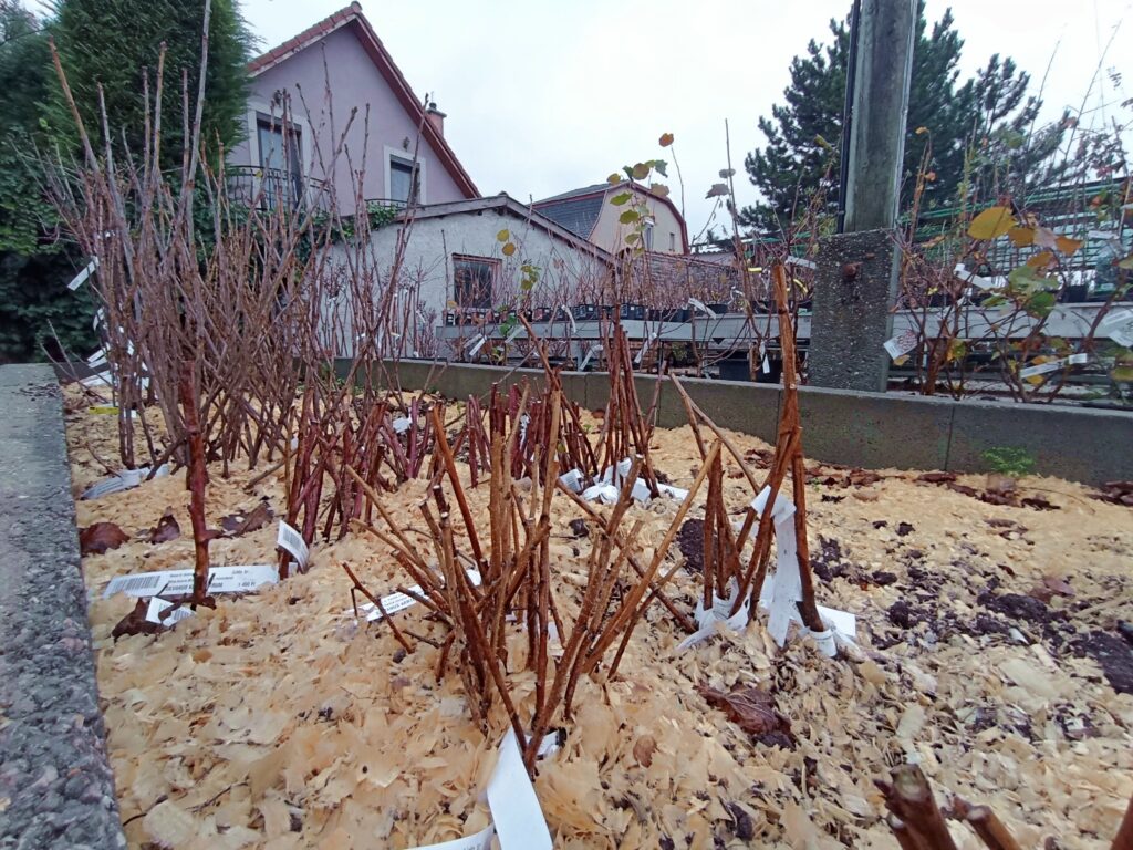 Szabadgyökerű bogyós-gyümölcsök ágyásban, faiskolában