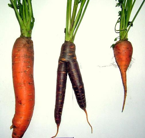 Daucus carota
