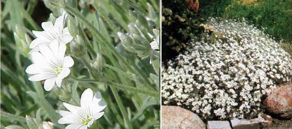 Cerastium tomentosum, molyhos madárhúr leírása, képe