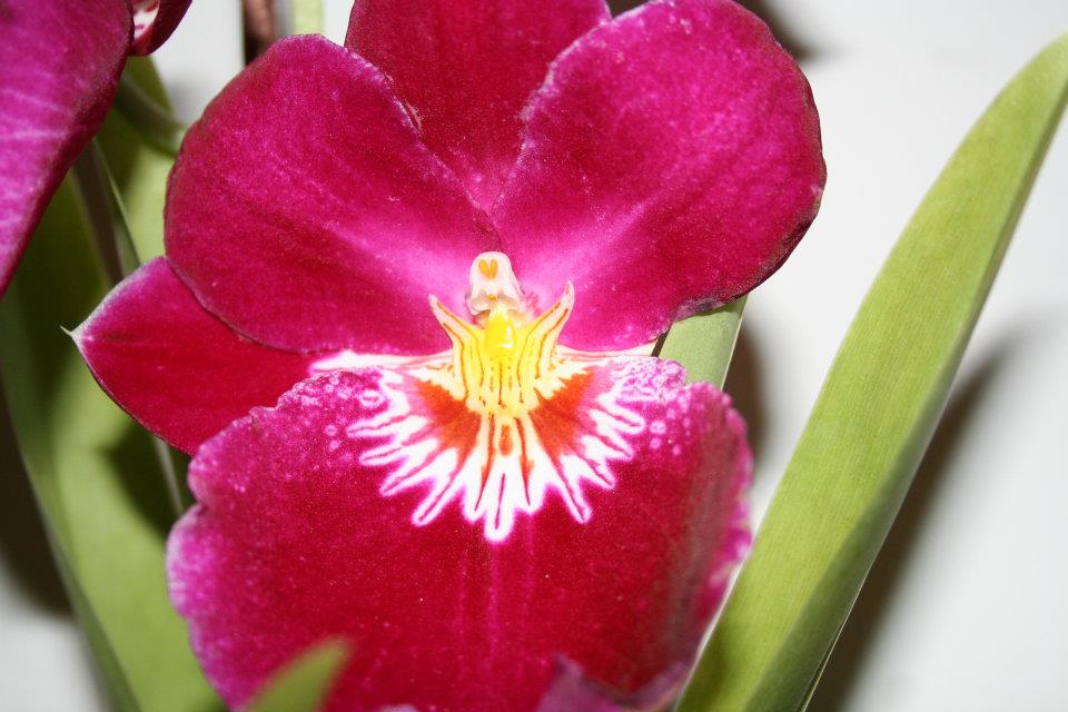 orchideák tartása a lakásban