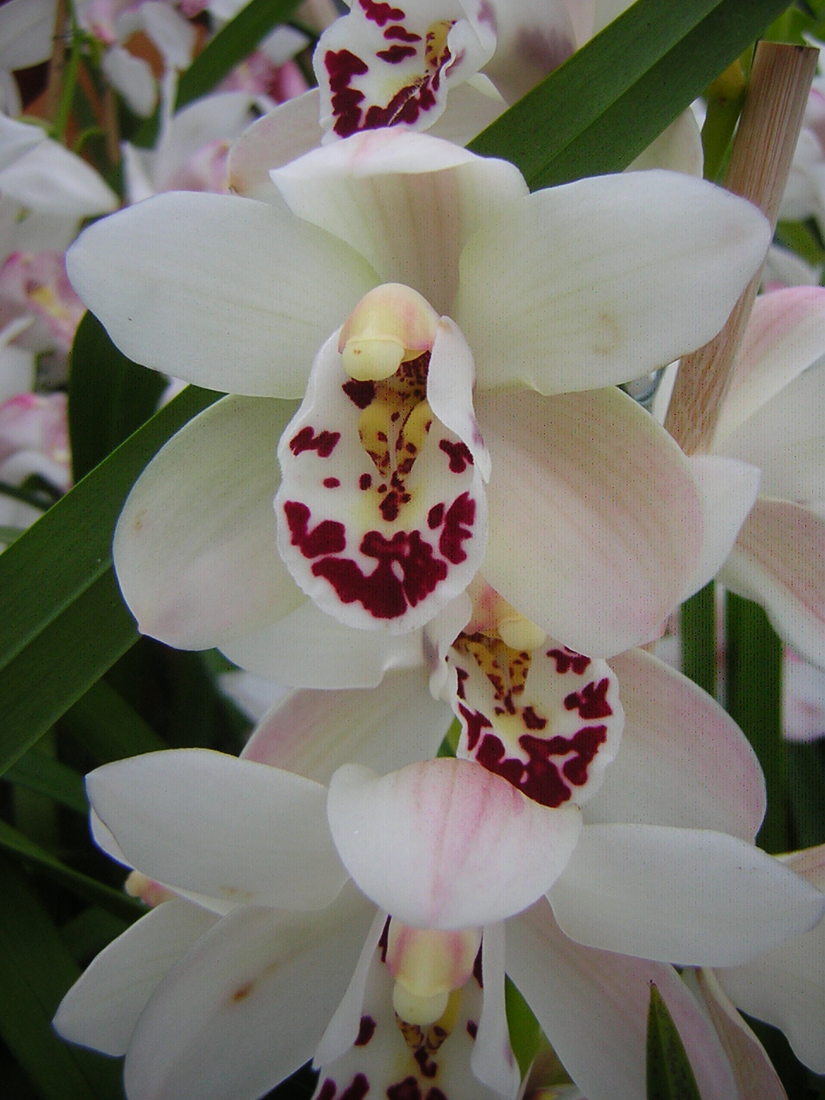 csónakorchidea