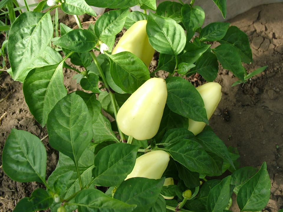Capsicum annuum