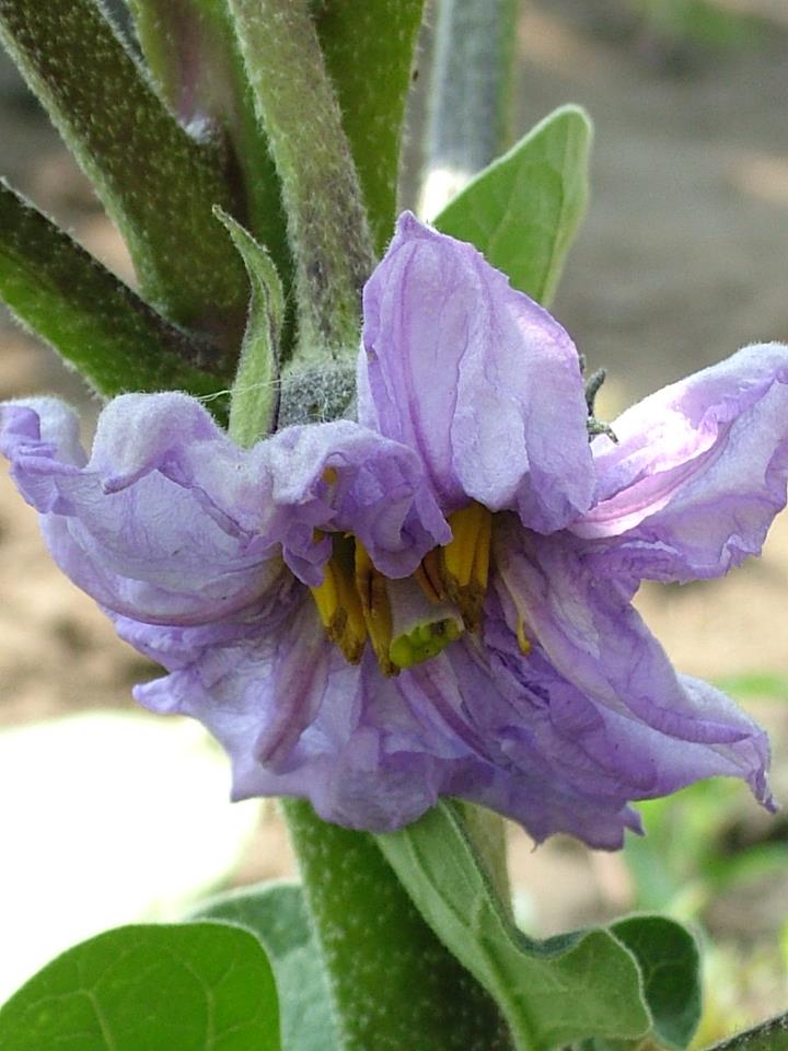 Solanum melongena
