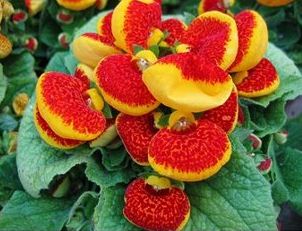 Calceolaria