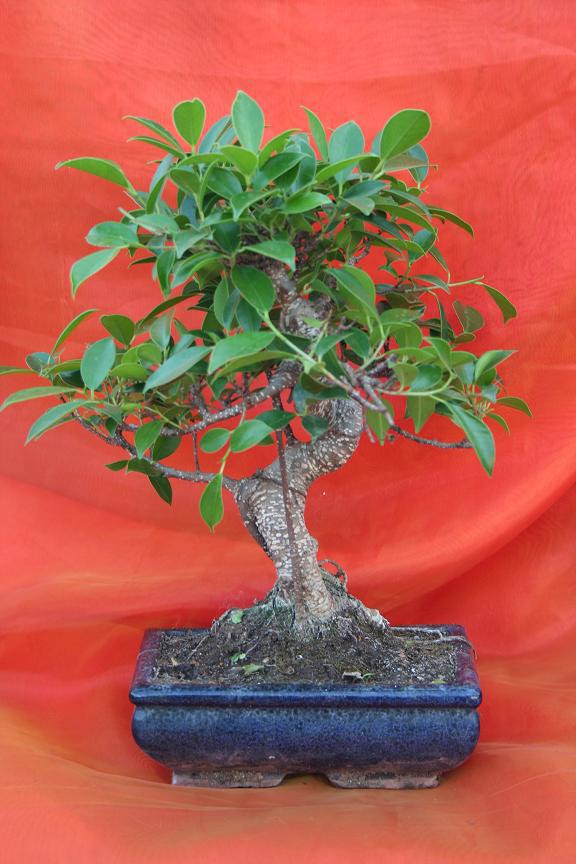 Ficus microphylla
