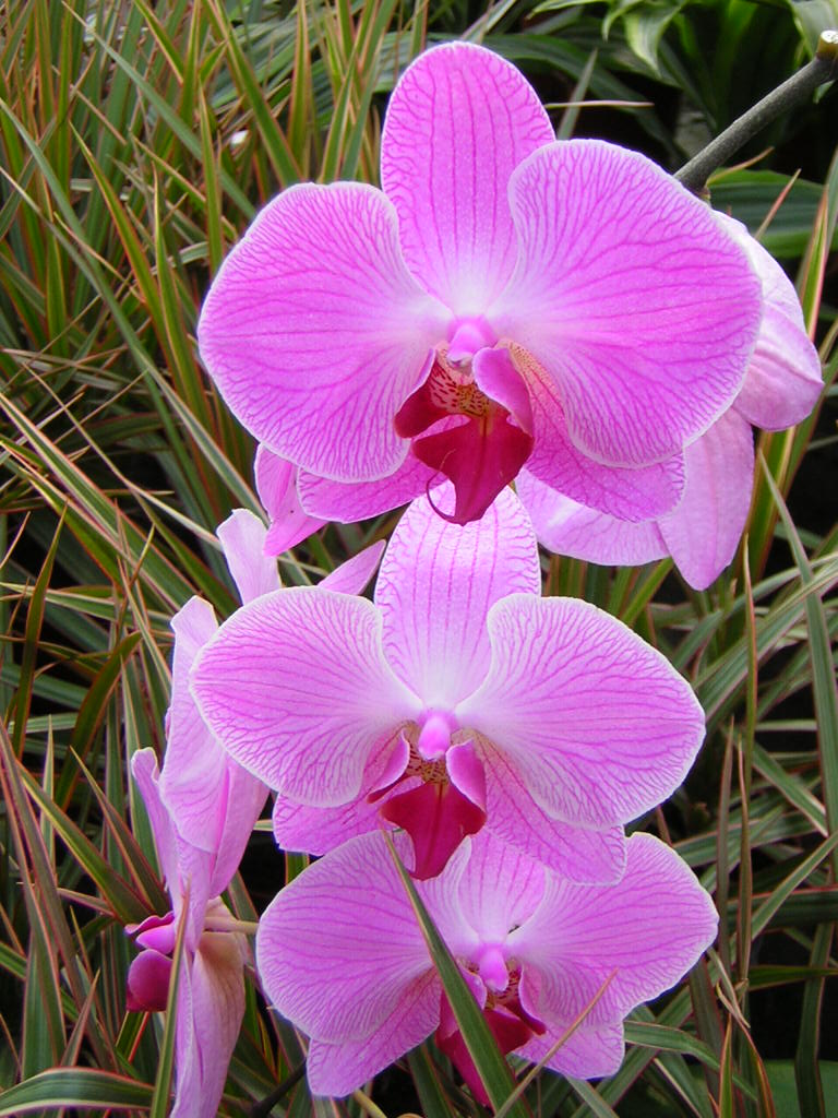 Phalaenopsis orchidea