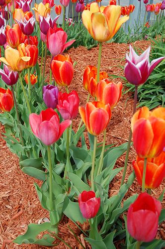 tavaszi hagymások, tulipán