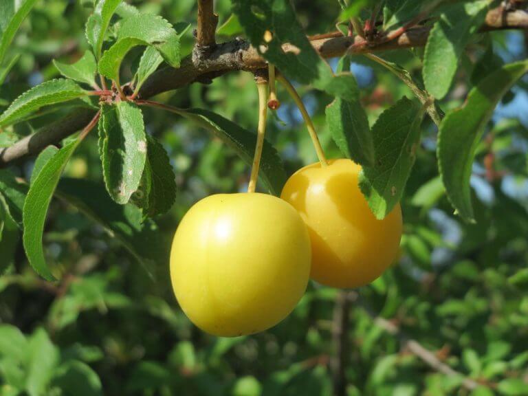 cseresznyeszilva termés, sárgaszilva