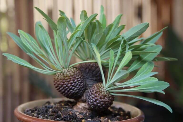 Euphorbia bupleurifolia kutyatejféle pozsgás