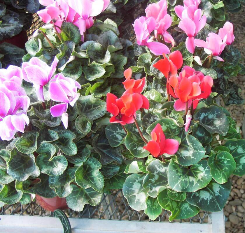 szobai cikámen fajták