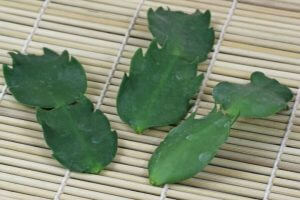 karácsonyi kaktusz szaporítása szártagok dugványozásával