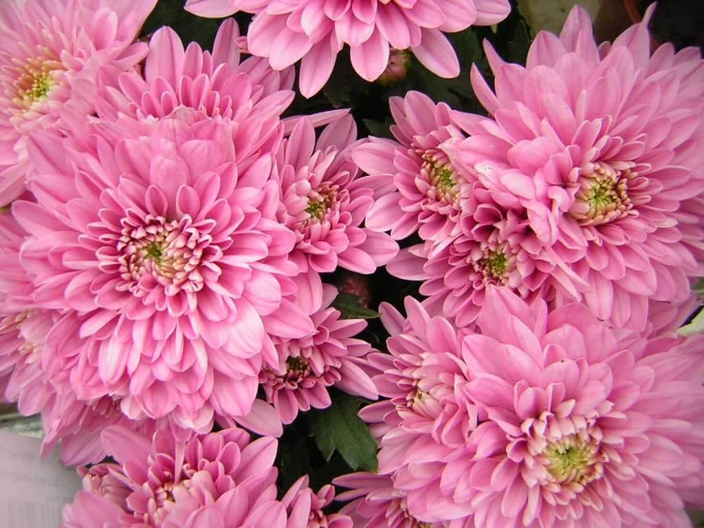 pink Chrysanthemum