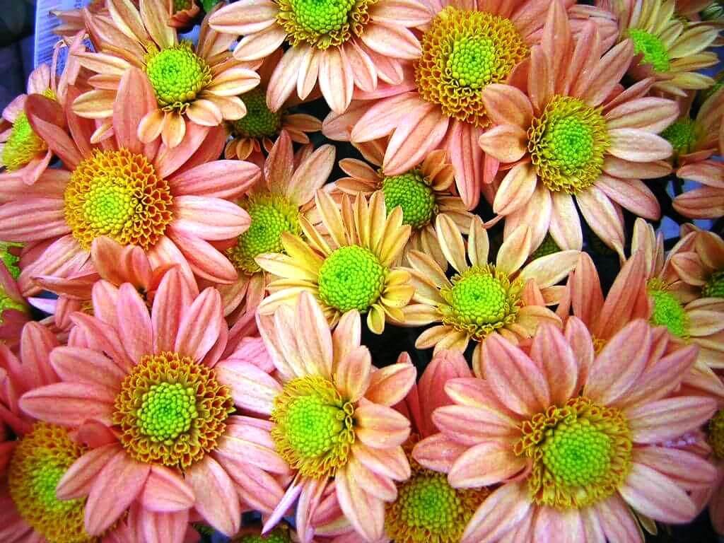 modern krizantém fajták: rózsaszín-zöld krizantém