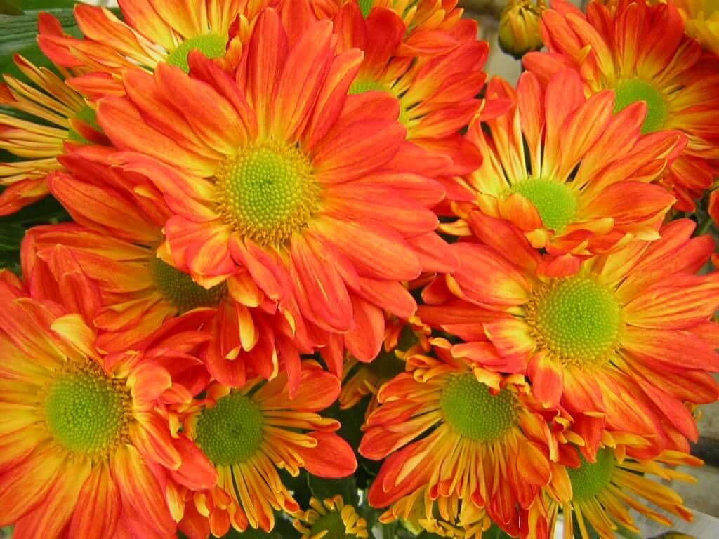 színátmenetes, margaréta virágú krizantén