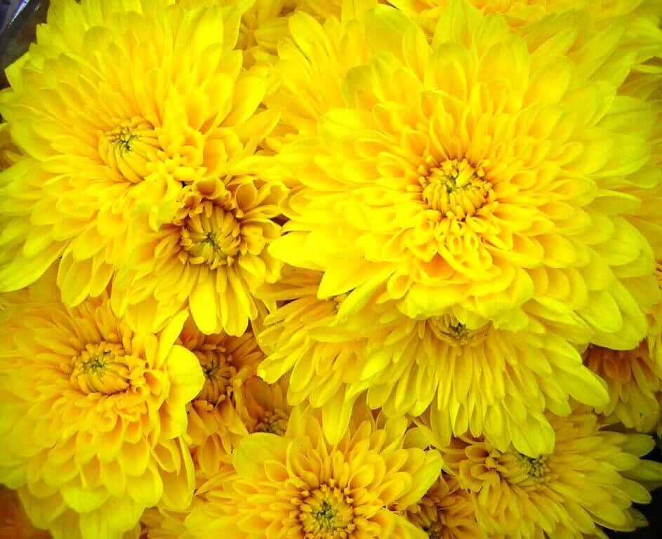 vágott virág, sárga krizantém