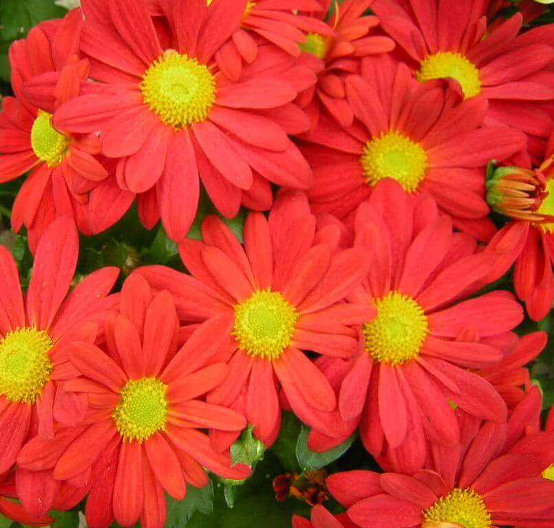 krizantém fajták: margaréta virágú, piros krizi