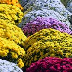 virágzó szobanövények, cserepes gömb krizantém, fehér, sárga, ciklámen színű