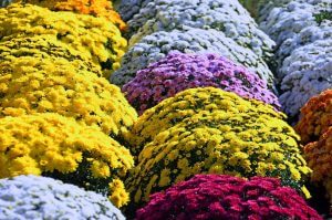 Virágzó szobanövények télen – őszi-téli cserepesek