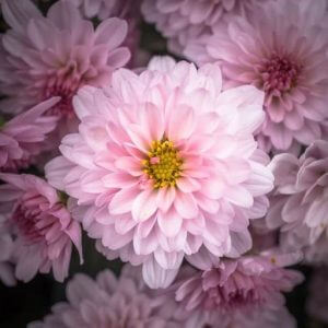 virágzó szobanövények télen - cserepes krizantém virág