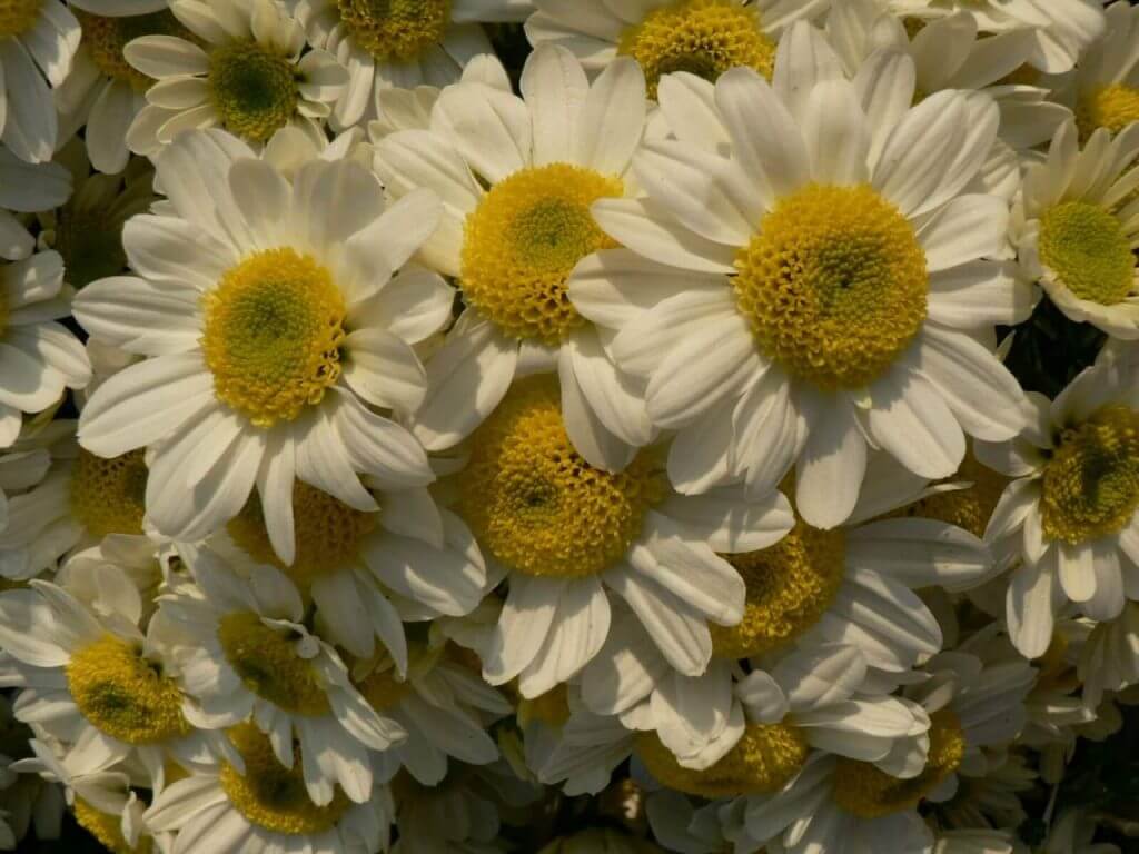 margaréta virágú krizantén