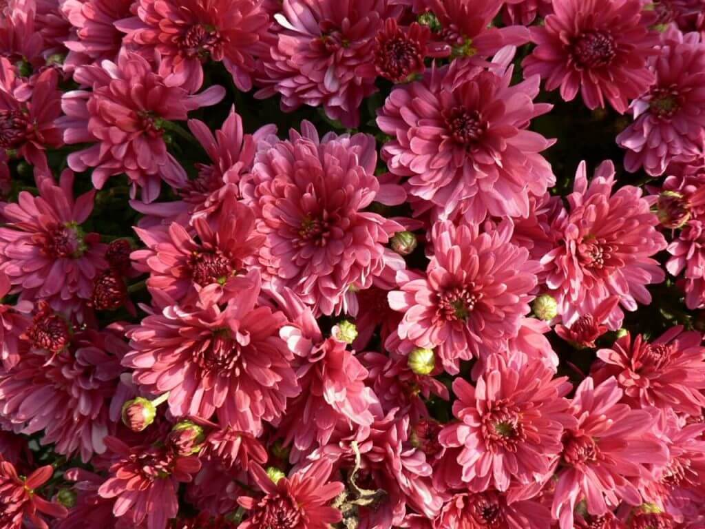 bordó krizatém, krizantém fajták