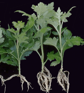 krizantém gyökeres dugvány