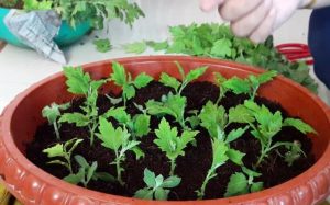 krizantém gyökereztetése