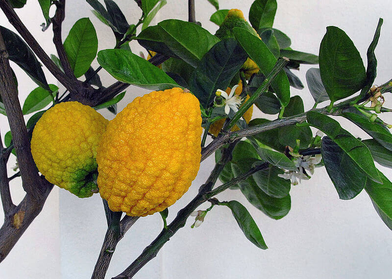 Különleges citrusok 3 citronád, óriás citrom termése