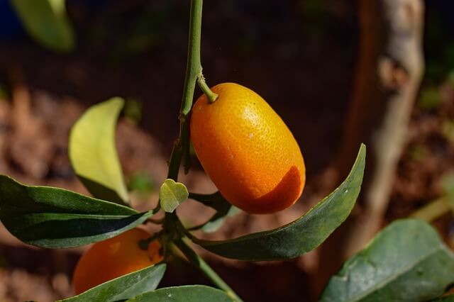 Különleges citrusok 2 kumkvat, kumquat termés