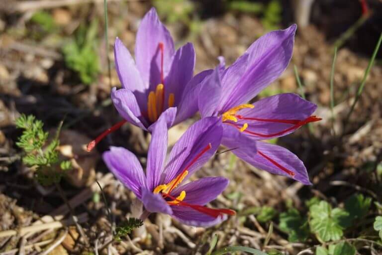 valódi sáfrány crocus sativus