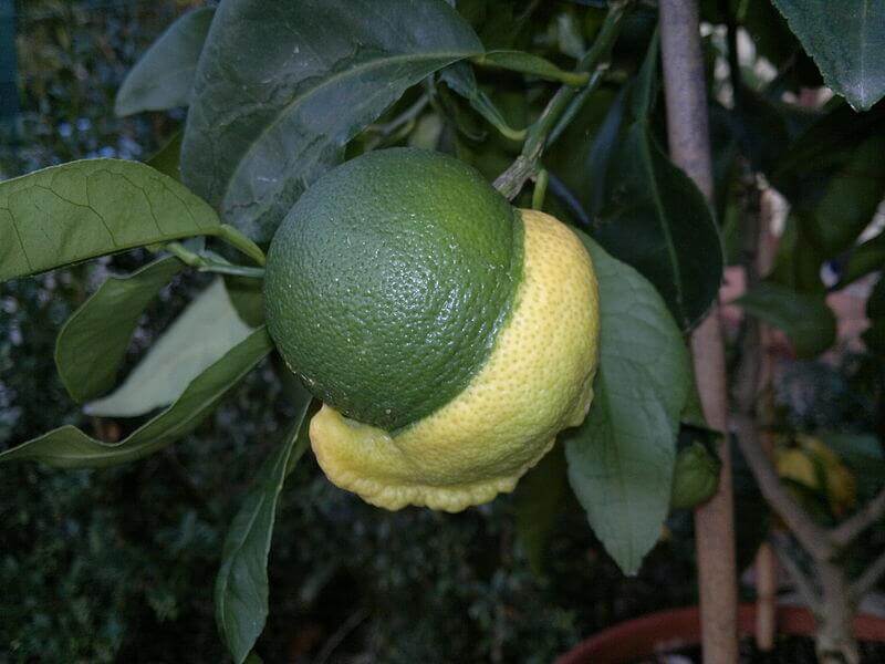 Különleges citrusok 4 bizarria citrus termése