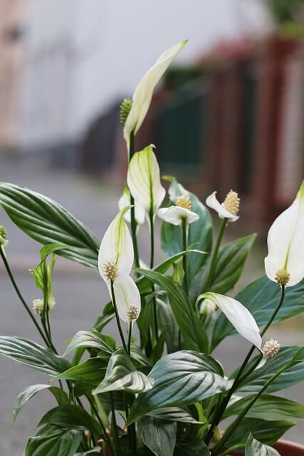 Vitorlavirág (Spathiphyllum wallisii) 8 cserepes szobanövény