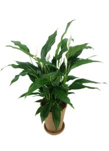 Vitorlavirág (Spathiphyllum wallisii) 10 cserepes virágzó spathiphyllum