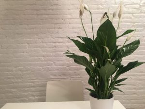 Vitorlavirág (Spathiphyllum wallisii)