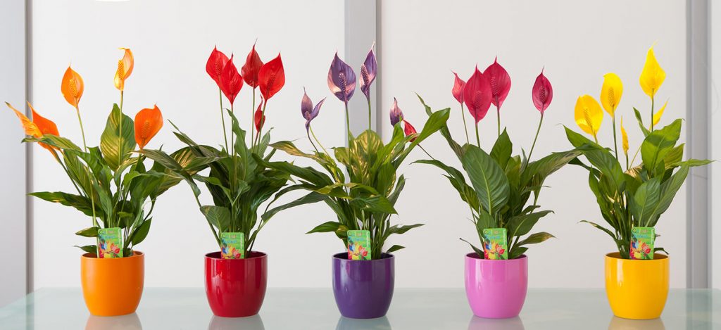 Vitorlavirág (Spathiphyllum wallisii) 4 színes vitorlavirág
