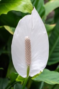 Vitorlavirág (Spathiphyllum wallisii) 3 vitorlavirág fehér virága közelről