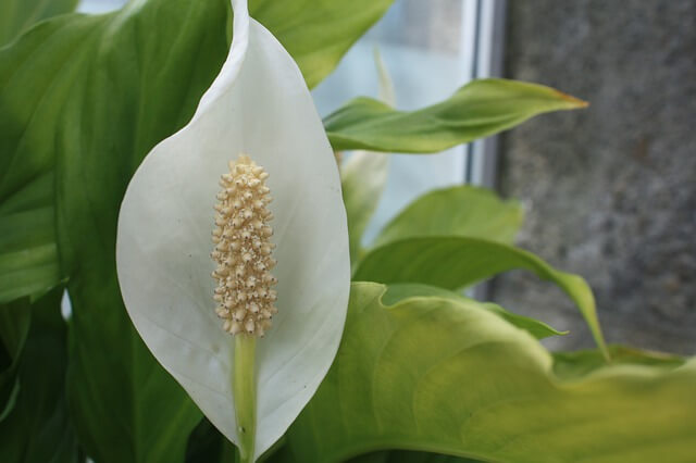 Vitorlavirág (Spathiphyllum wallisii) 9 virág