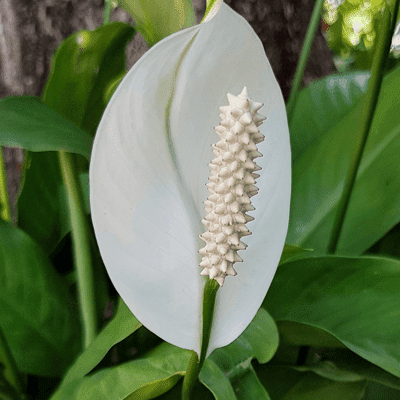 Spathyphyllum virágzata