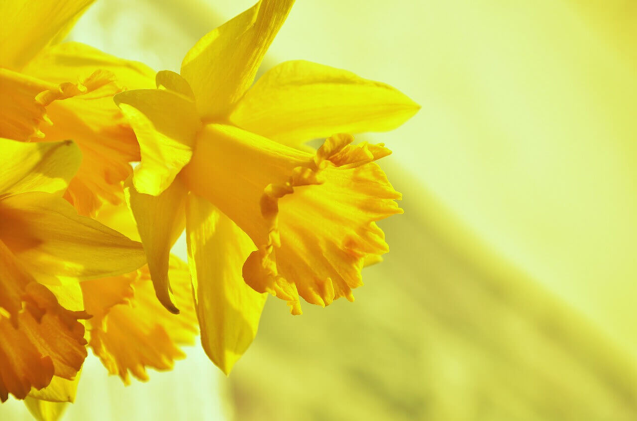 Nőnapi nárcisz, sárga nárcisz virág
