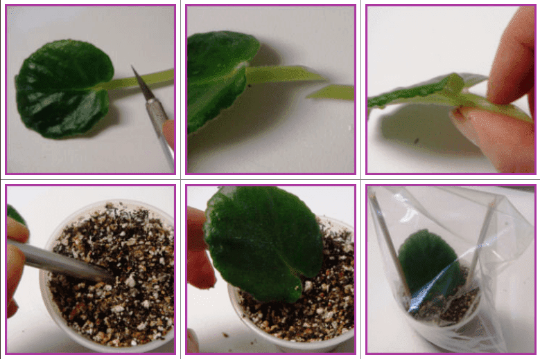 Afrikai "fokföldi" ibolya (Saintpaulia ionantha) 4 fokföldi ibolya szaporítás levéldugvánnyal, lépésről lépésre