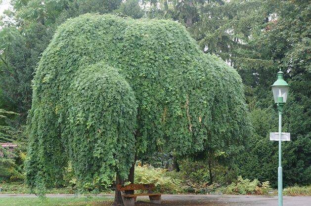 Eperfa - Fehér eperfa (Morus alba), fekete eperfa (Morus nigra) 4 Morus alba pendula