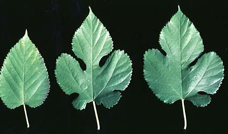 Eperfa - Fehér eperfa (Morus alba), fekete eperfa (Morus nigra) 3 MorusAl2