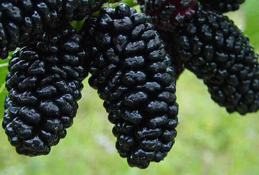 Eperfa - Fehér eperfa (Morus alba), fekete eperfa (Morus nigra) 5 eperfa morus nigra edited