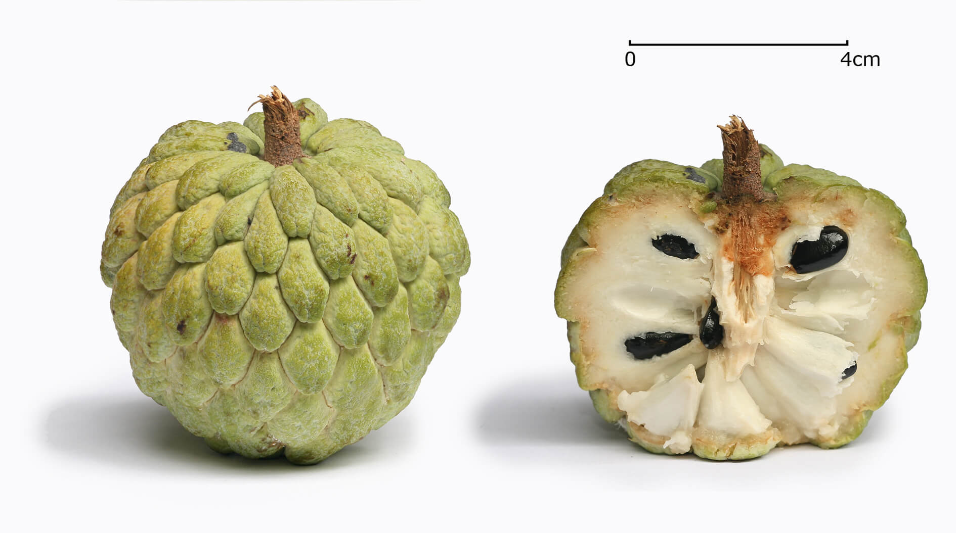 Krémalma, cserimoja, csirimojó, nona (Annona cherimola)