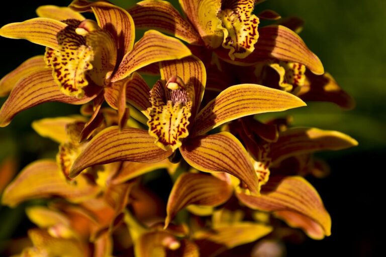 csonakorchidea cymbidium 2110