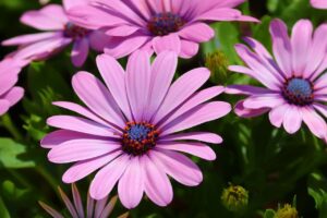 Cseppecskevirág teleltetése, gondozása (Osteospermum ecklonis)