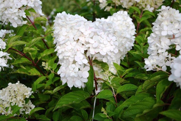 bugás hortenzia ültetése