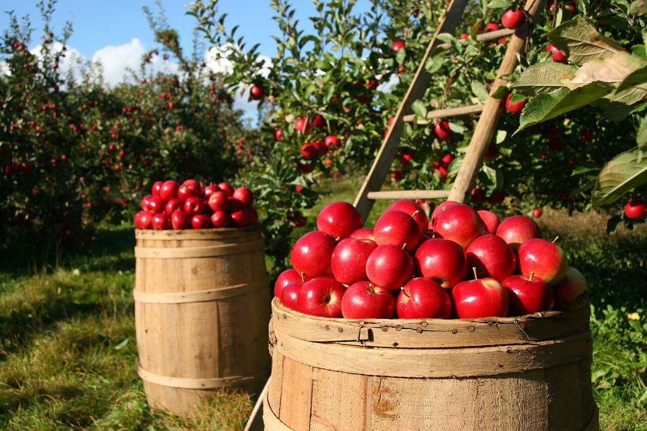 almafa metszése alma gyümölcs