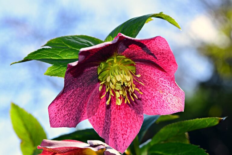 Tél végi virágzók, hunyor, Helleborus