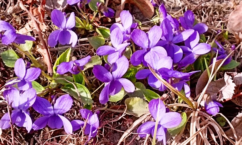 Viola odorata, illatos ibolya